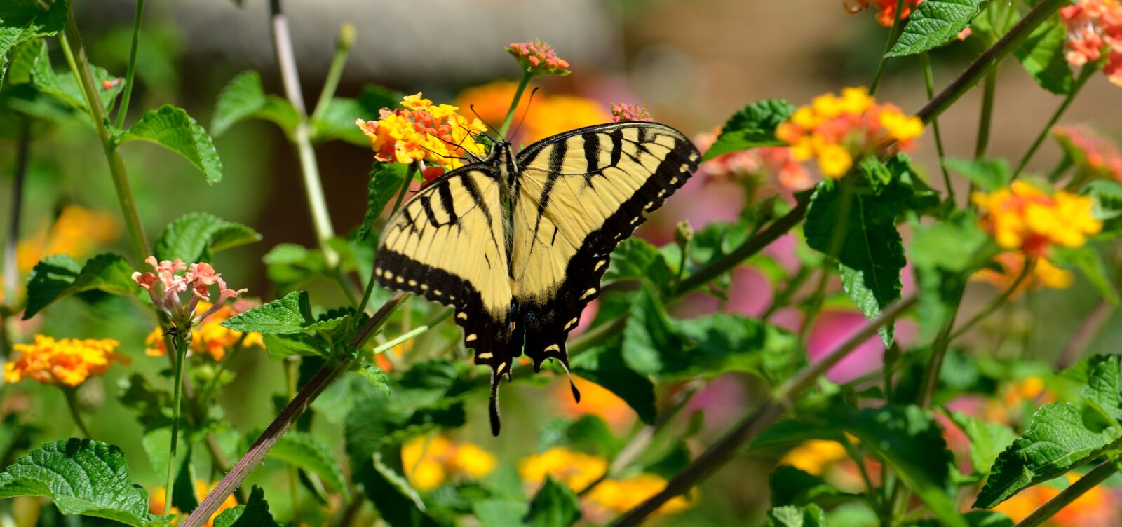 Nikon D7000 sample photo. Butterfly, nature, insect photography