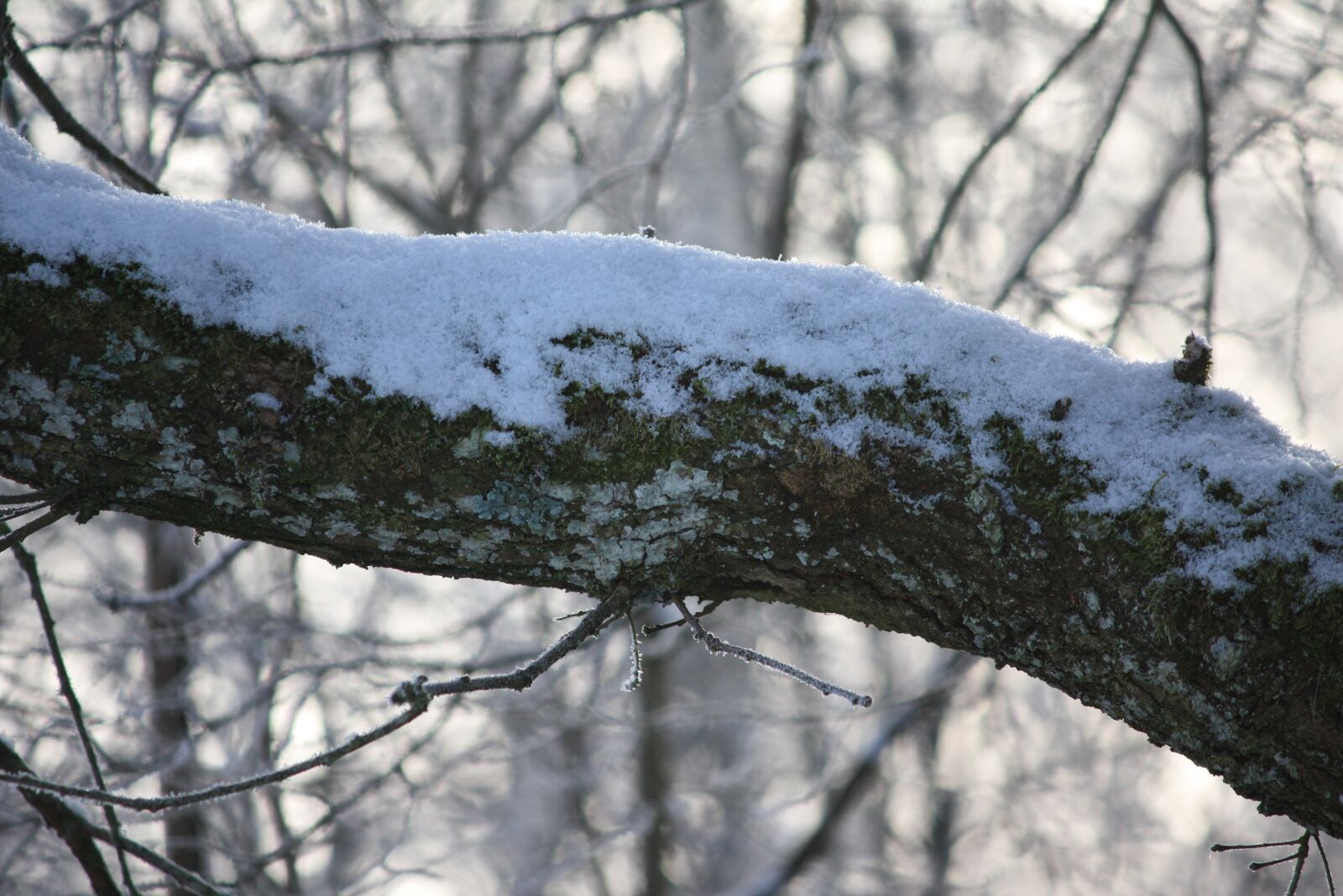Canon EOS 450D (EOS Rebel XSi / EOS Kiss X2) sample photo. Tree, winter, snow photography