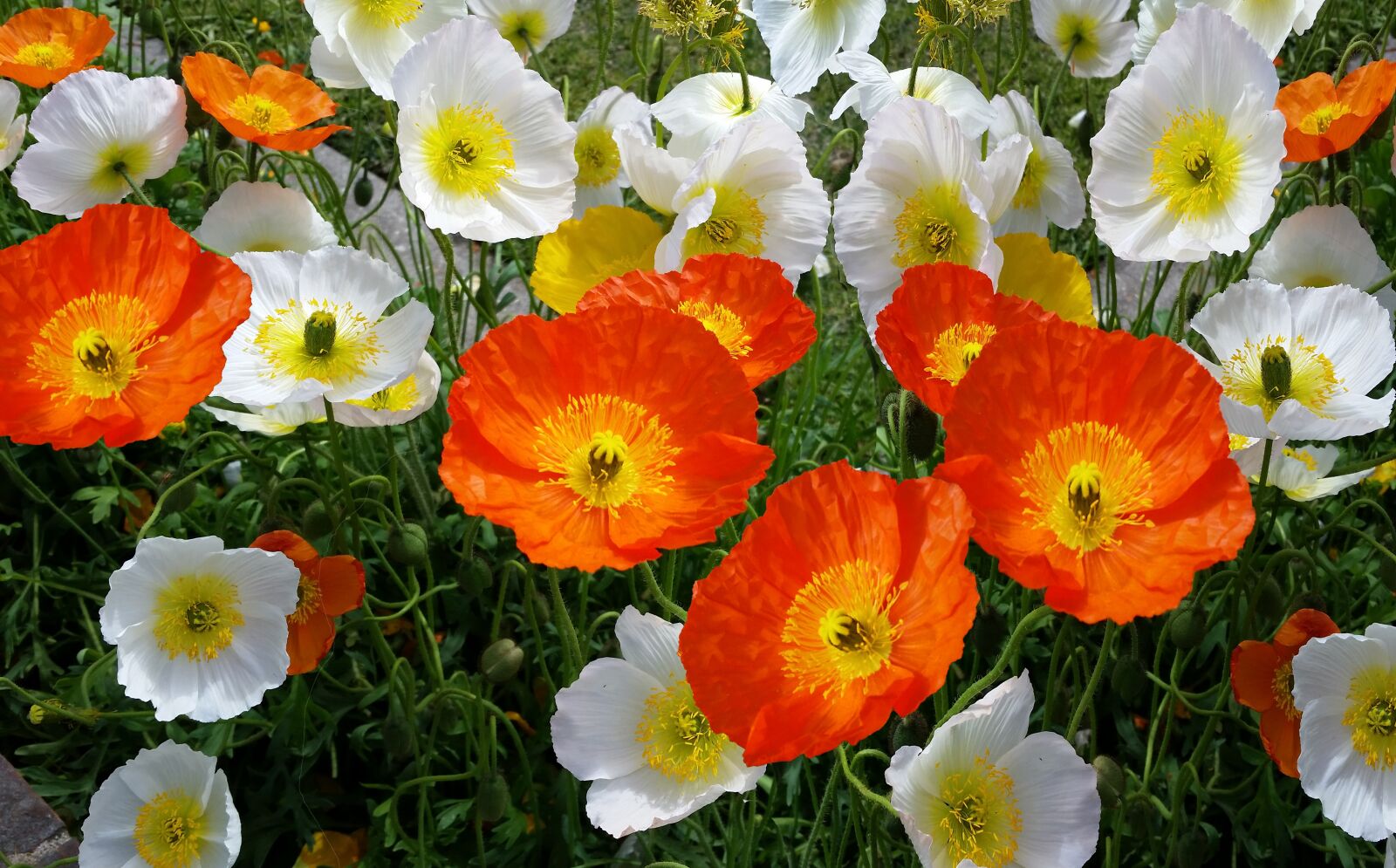 Samsung Galaxy S5 sample photo. Iceland poppies, flowers, garden photography