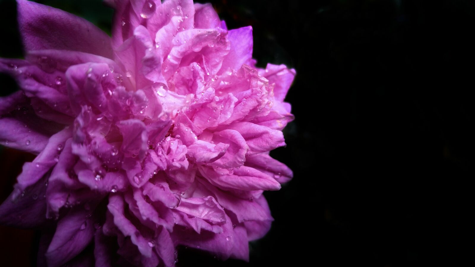 LG V10 sample photo. Rose, pink, flower photography
