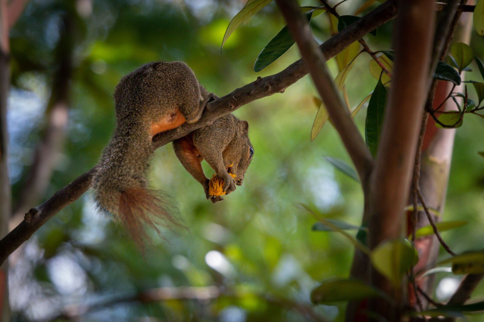 Nikon D500 sample photo. Squirrel, meal, animal photography