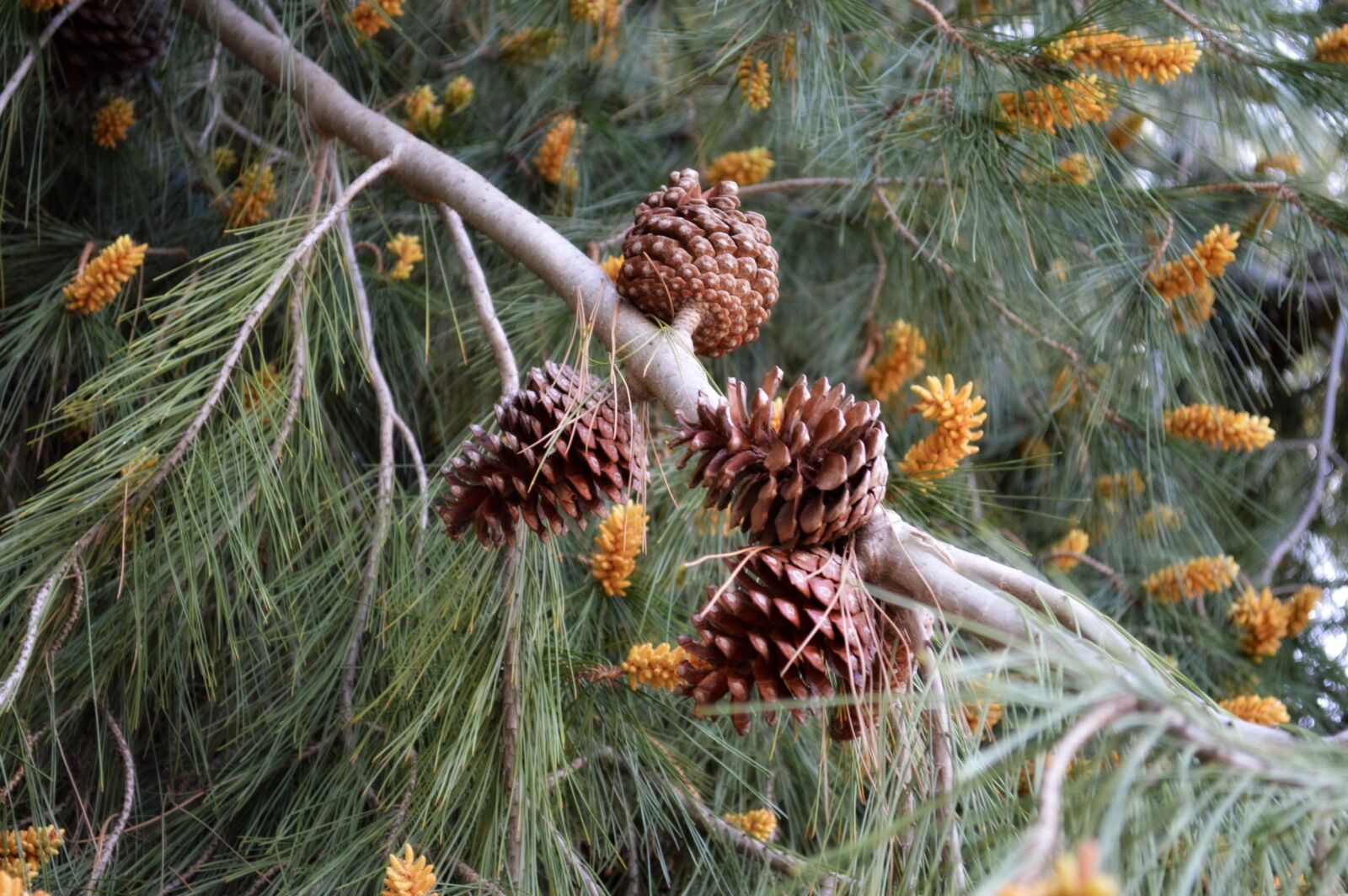 Nikon D3200 sample photo. Pinecones, tree, branches photography
