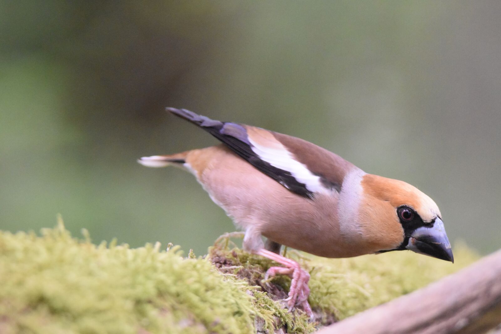 Nikon D5600 sample photo. Bird, core breaker grosbec photography