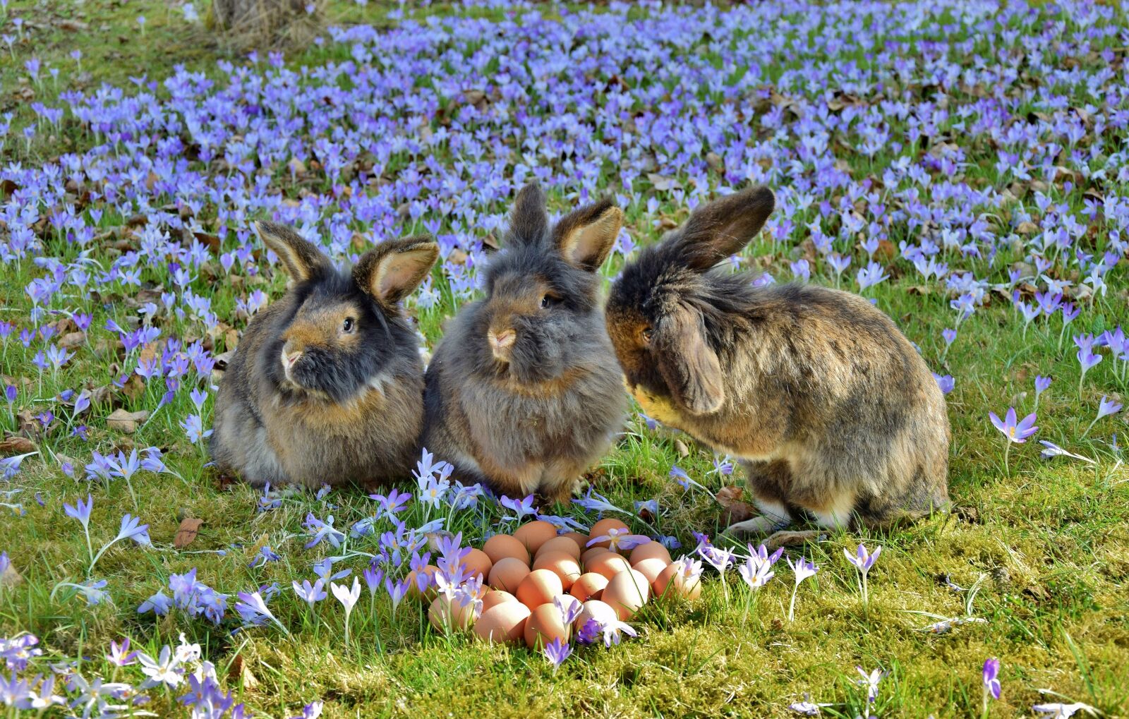 Nikon D5300 sample photo. Rabbit, easter, easter bunny photography