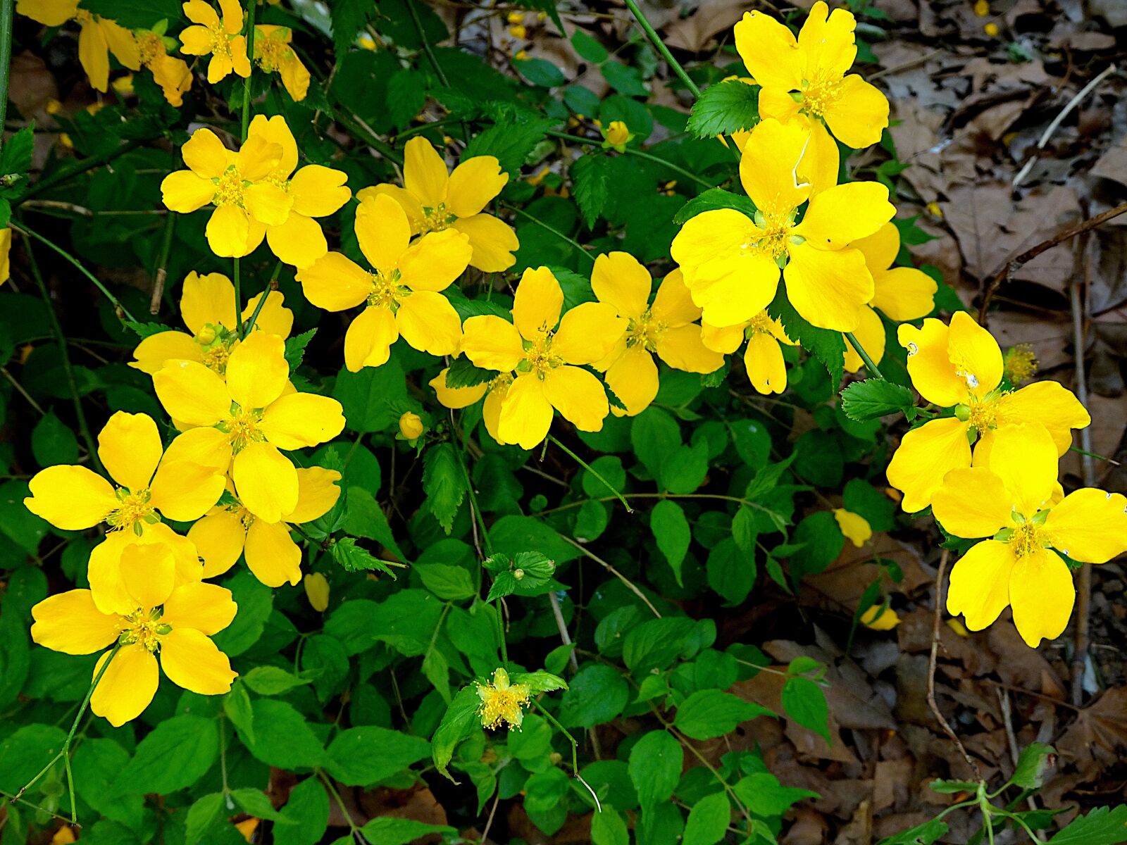 Sony Cyber-shot DSC-HX90V sample photo. Flowers, color light yellow photography