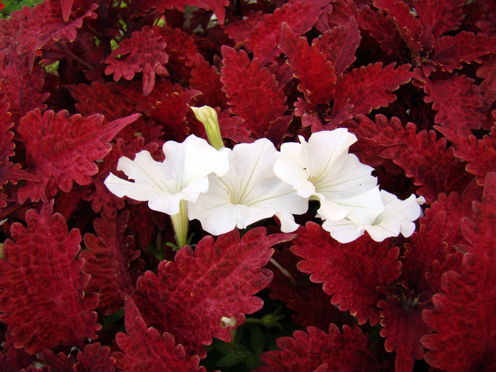 Sony Cyber-shot DSC-H50 sample photo. Flower, flowers, white flowers photography