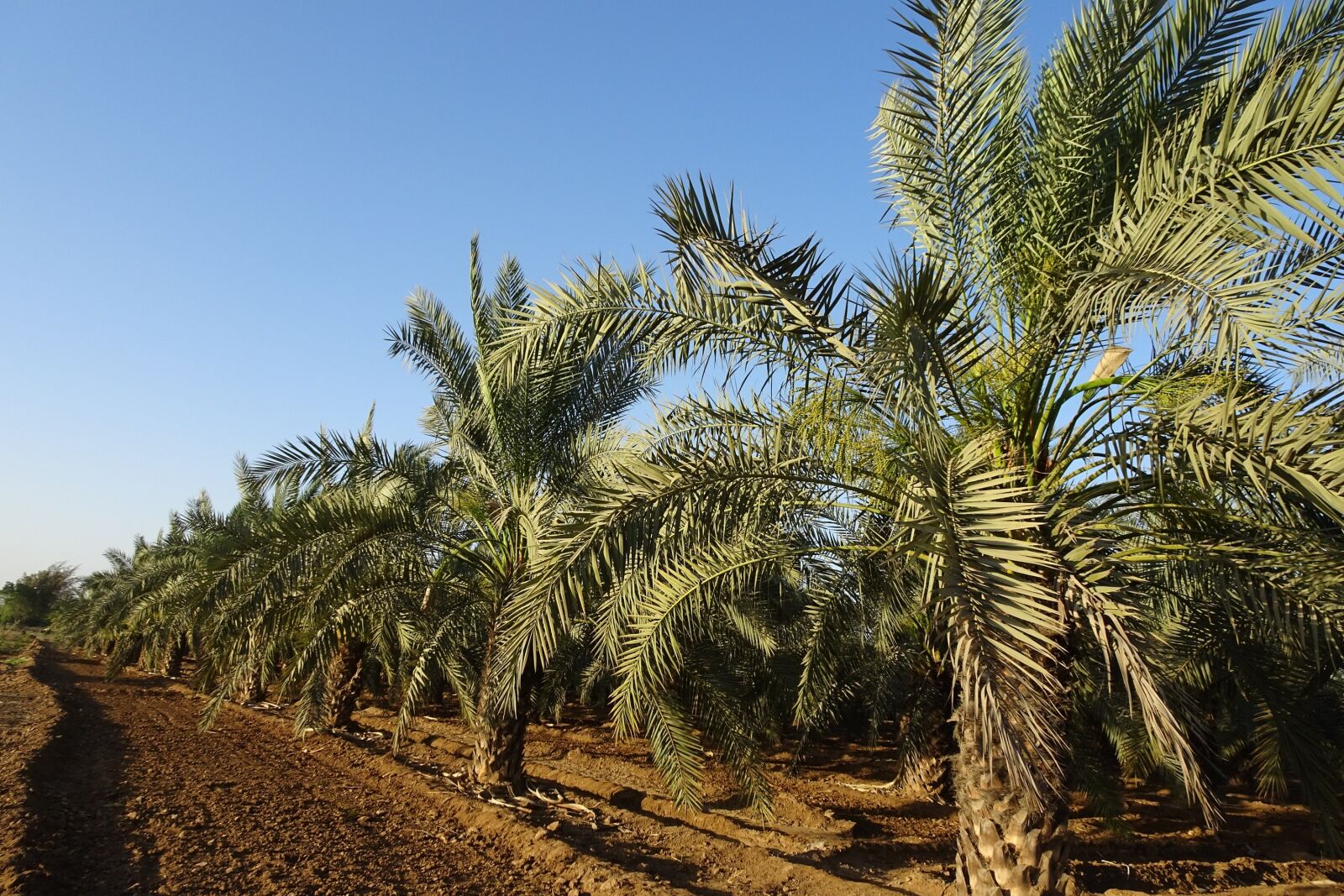 Sony Cyber-shot DSC-HX90V sample photo. Date palm, tree, phoenix photography
