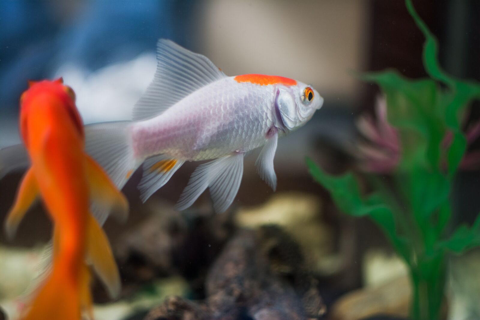 Nikon D7100 sample photo. Fish, aquarium, underwater photography