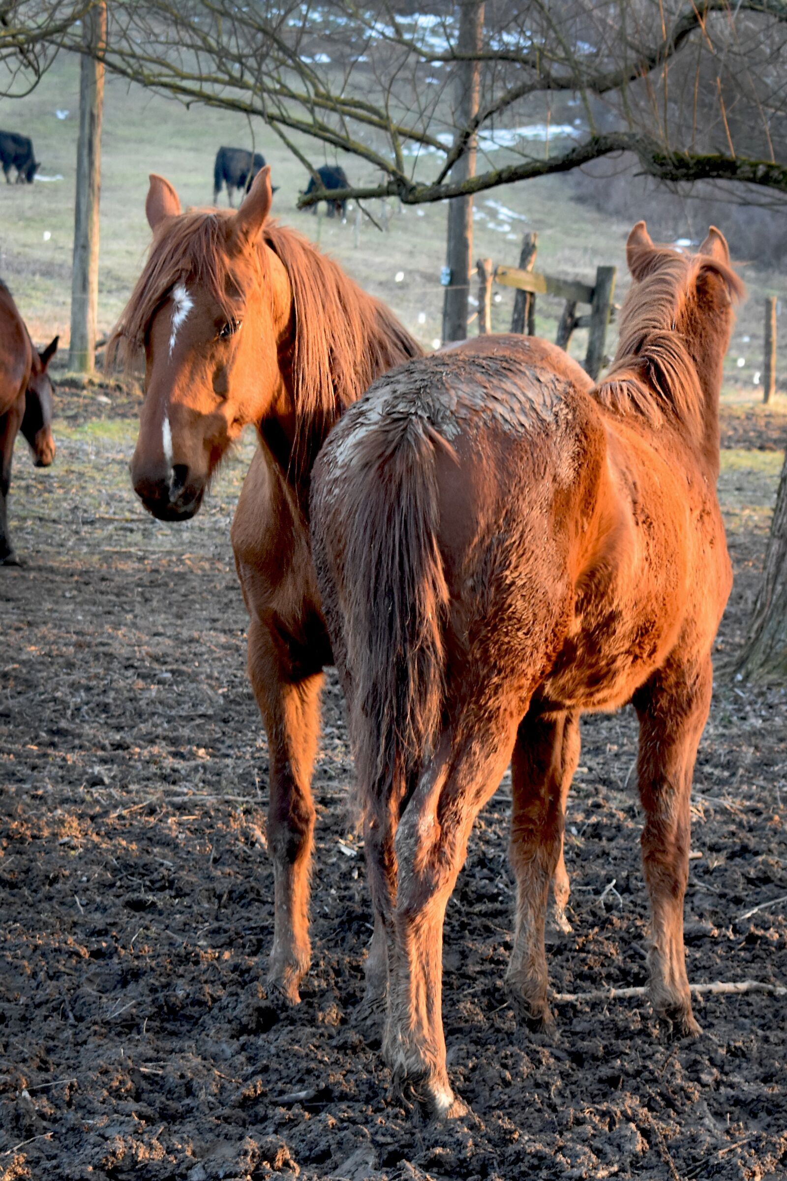 Nikon D3400 sample photo. Horse, mare, a foal photography