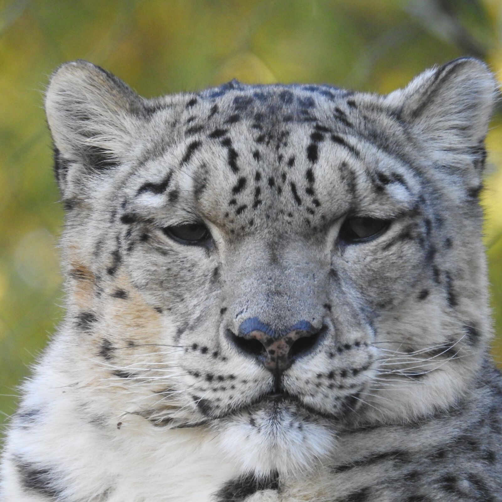Nikon Coolpix P900 sample photo. Snow leopard, leopard, cat photography