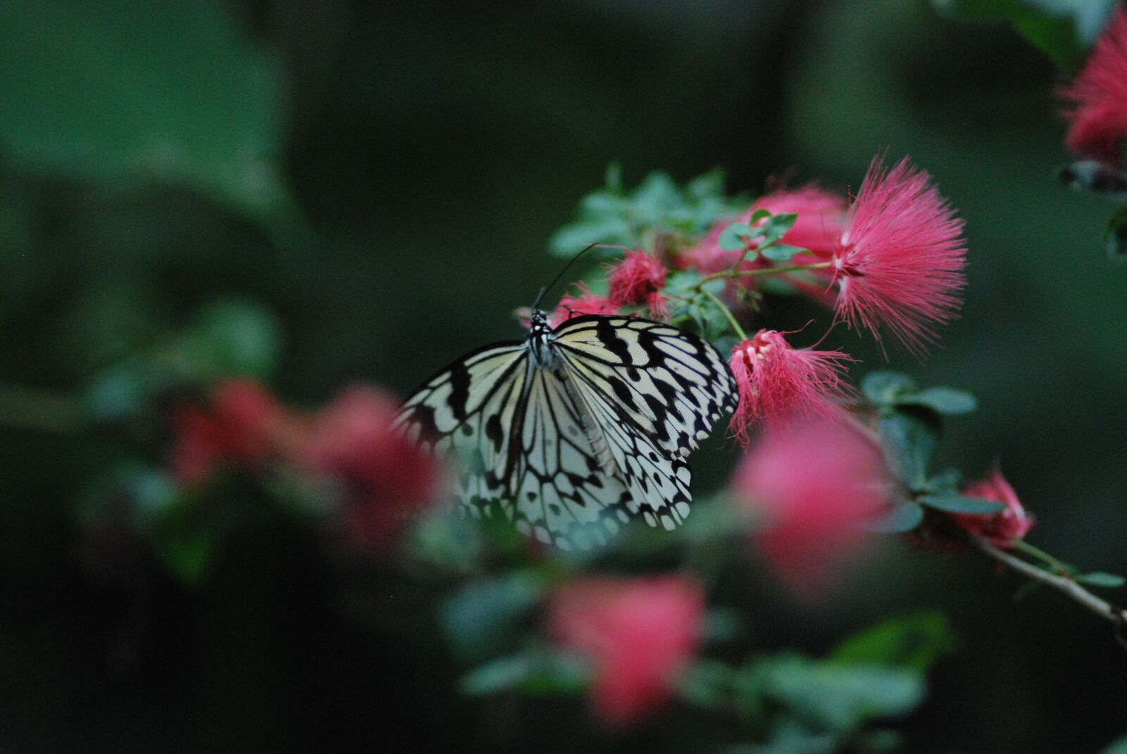 Nikon D80 sample photo. Butterfly, black, white photography