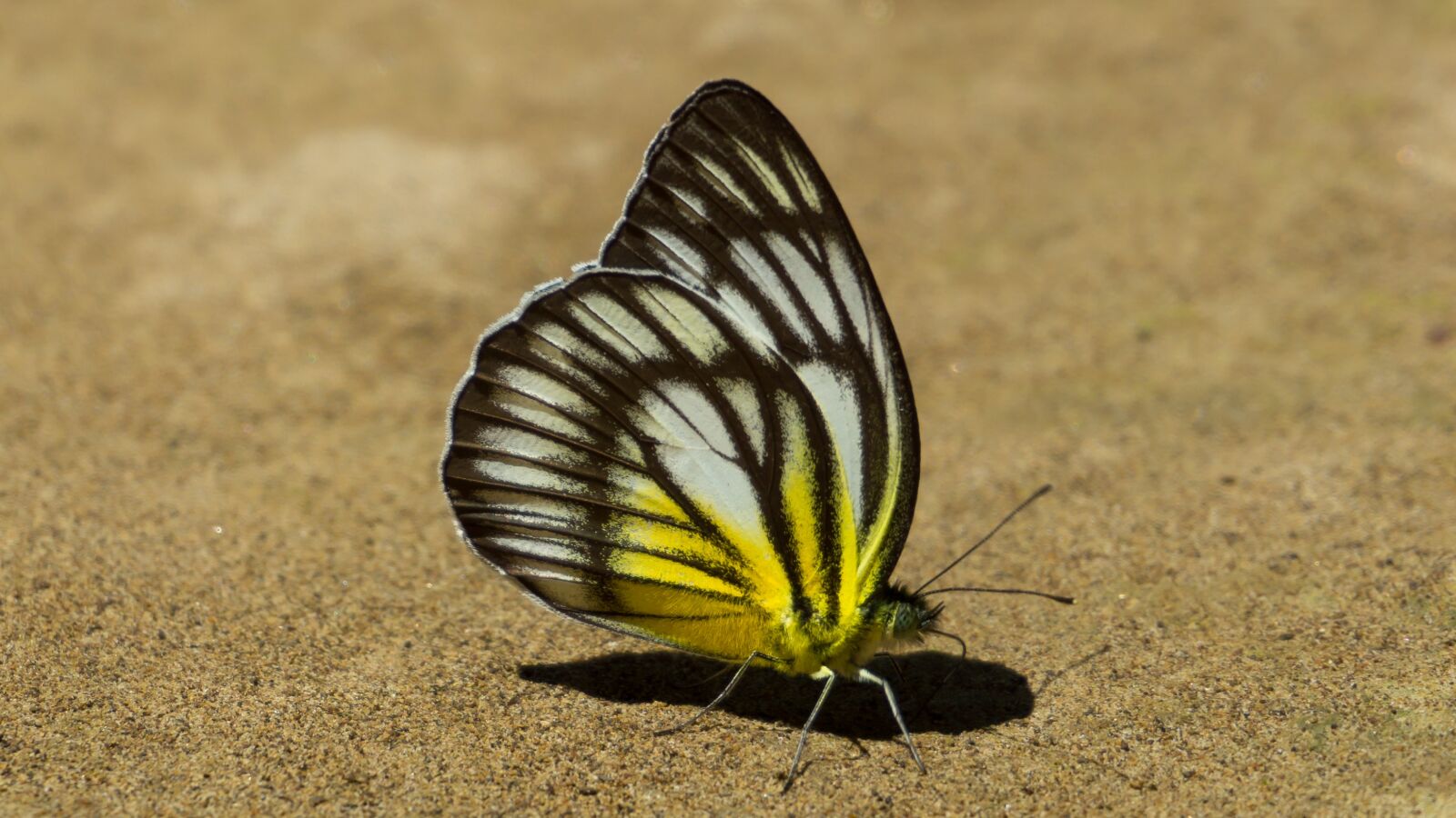 Sony E 16-50mm F3.5-5.6 PZ OSS sample photo. Butterfly, insect, nature photography