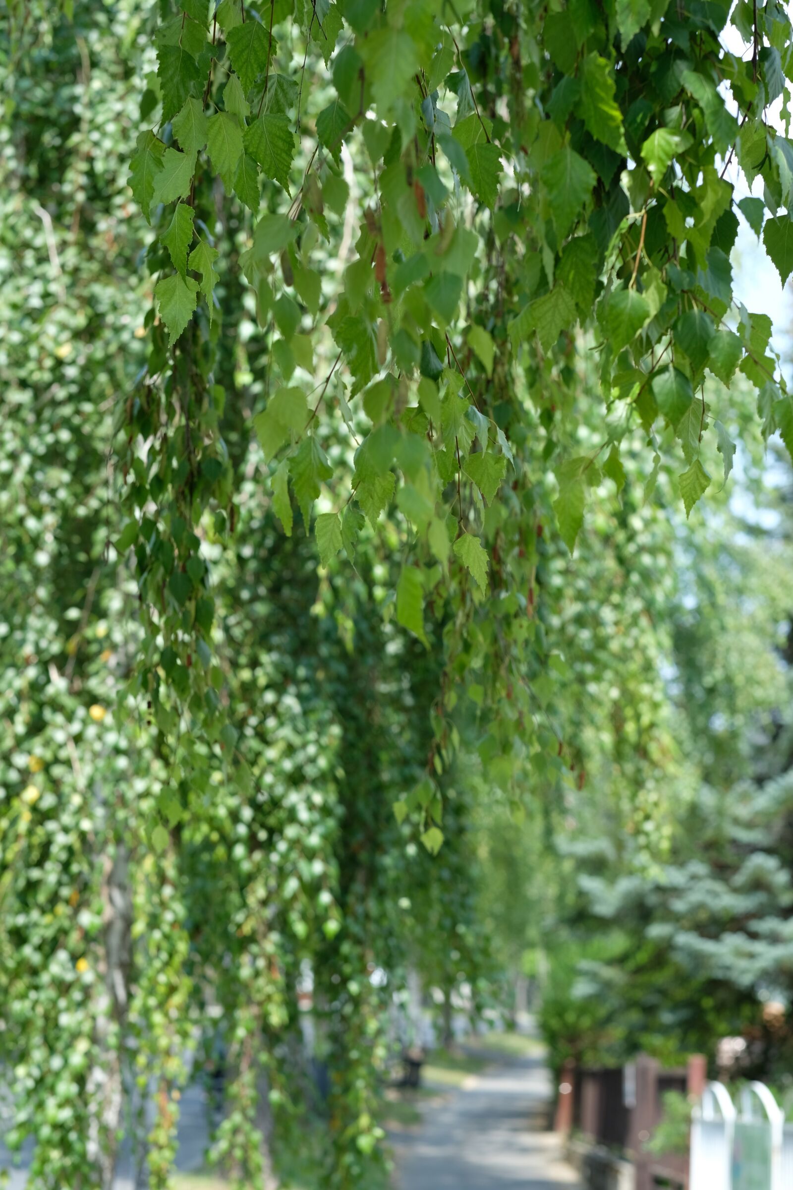 Fujifilm X-T2 + Fujifilm XF 56mm F1.2 R sample photo. Nature, trees, birch photography