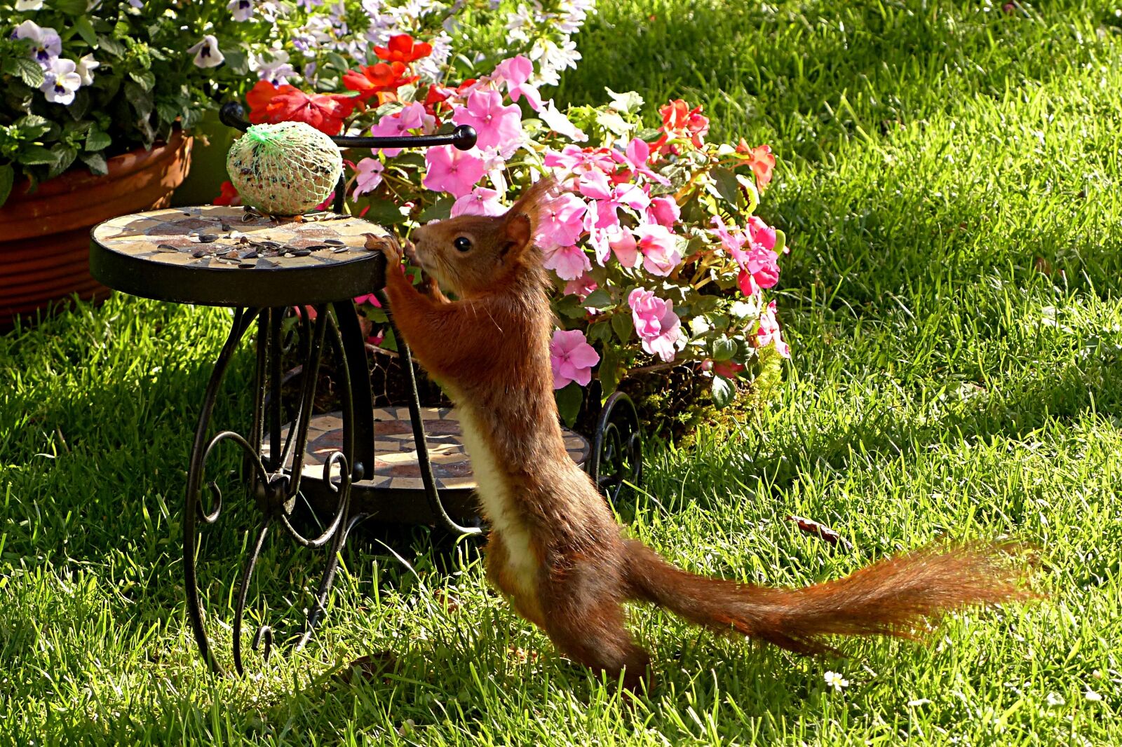 Panasonic Lumix DMC-FZ200 sample photo. Squirrel, sciurus, animal photography