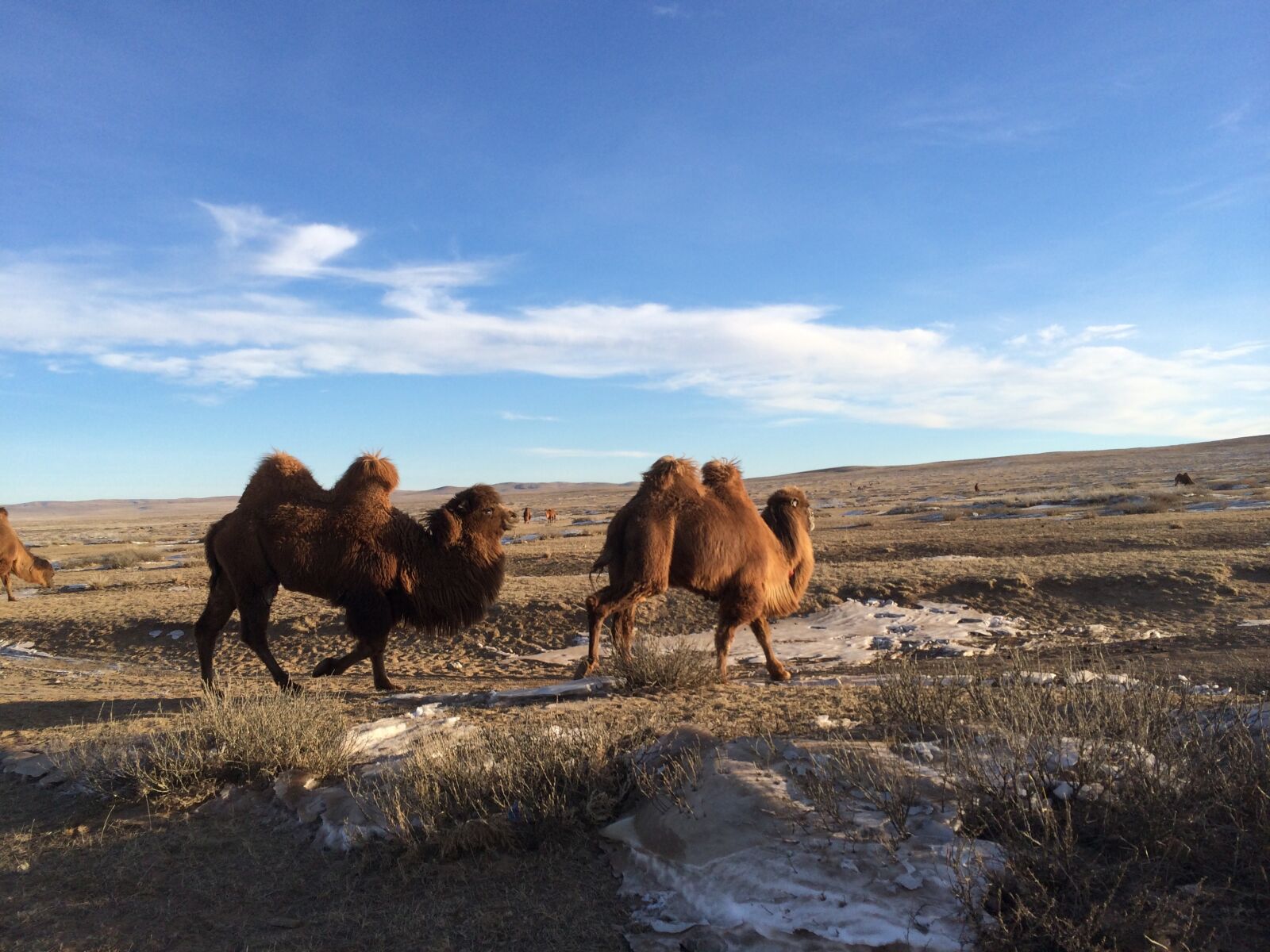 iPhone 5s back camera 4.12mm f/2.2 sample photo. Noh woong-rae, camel, sky photography