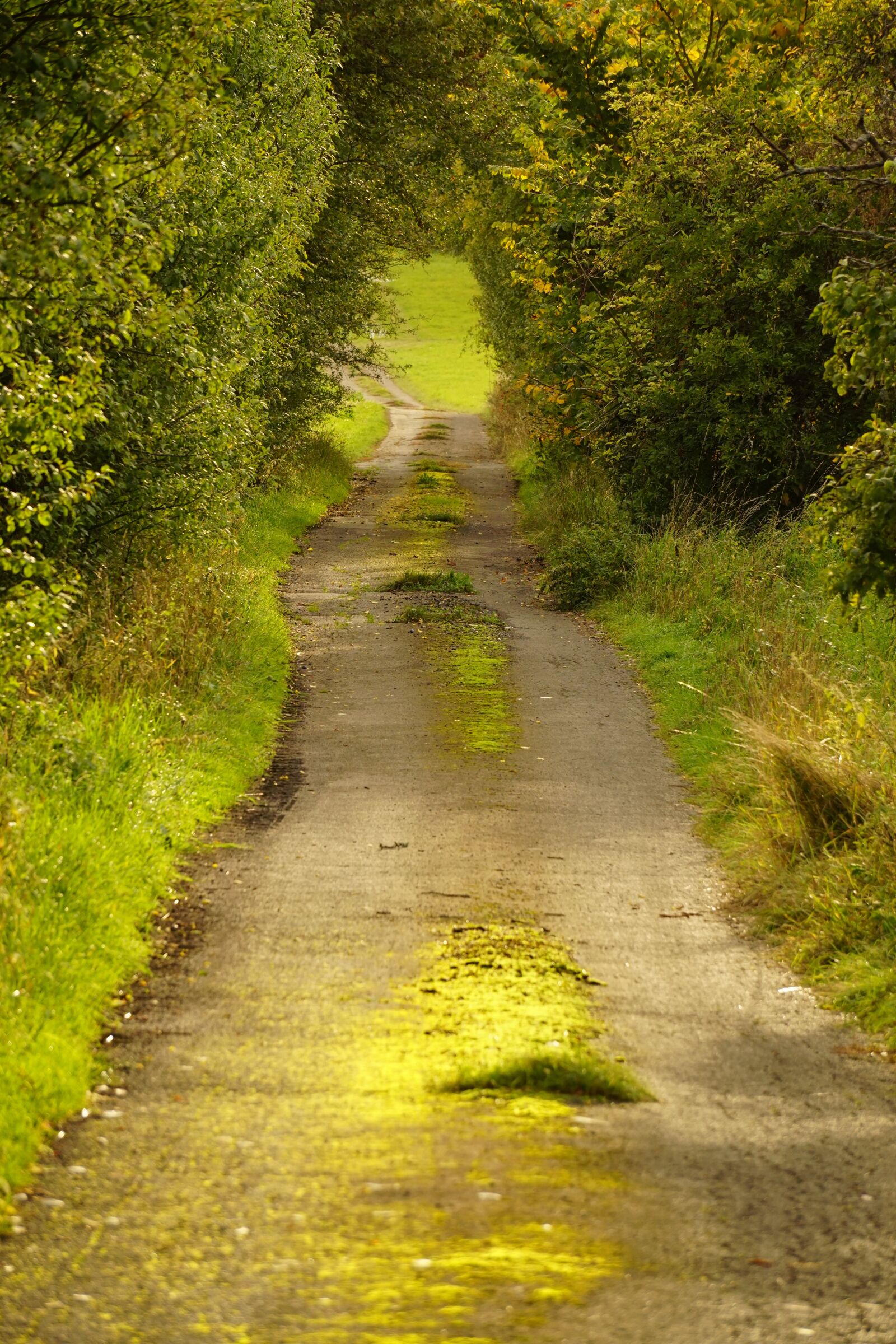 Sony E 55-210mm F4.5-6.3 OSS sample photo. Away, forest, path photography