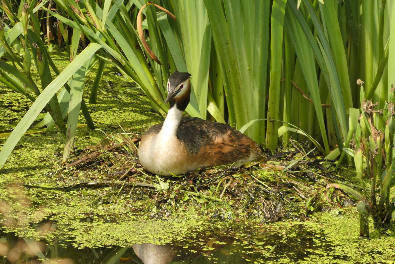 Panasonic Lumix DC-ZS70 (Lumix DC-TZ90) sample photo. Great crested grebe on photography