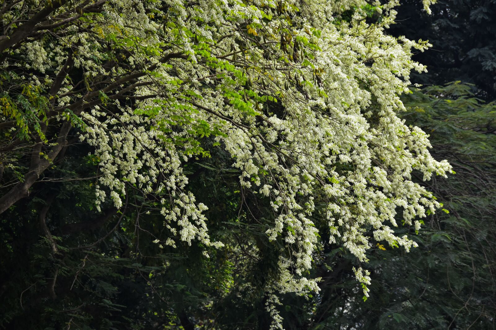 Nikon D7200 sample photo. Flower, white, spring photography