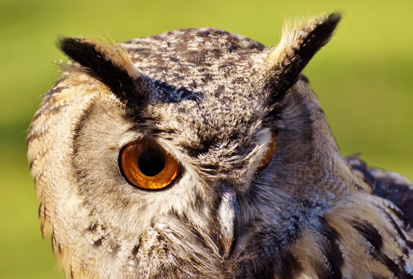 Nikon D7200 sample photo. Owl, bird, feather photography