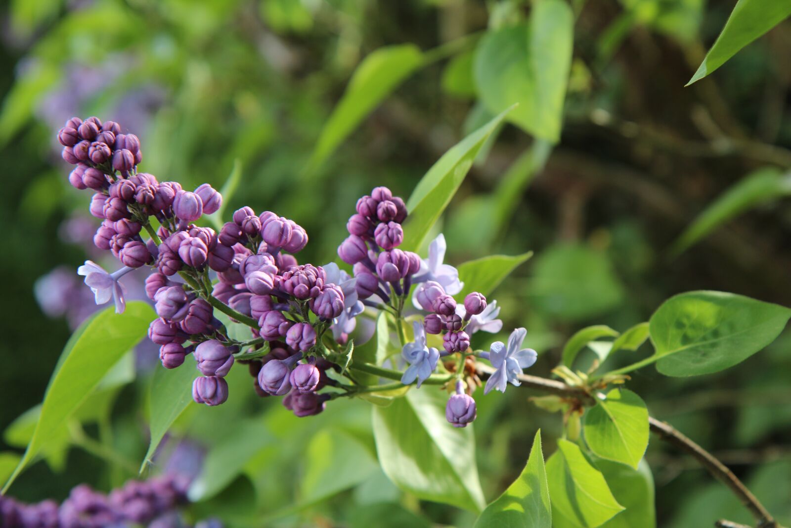 Canon EOS 600D (Rebel EOS T3i / EOS Kiss X5) sample photo. Lilac, spring, spring season photography