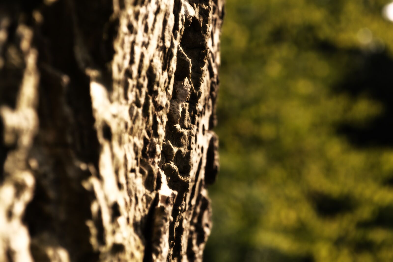 Nikon D3100 sample photo. Bark, tree, close up photography