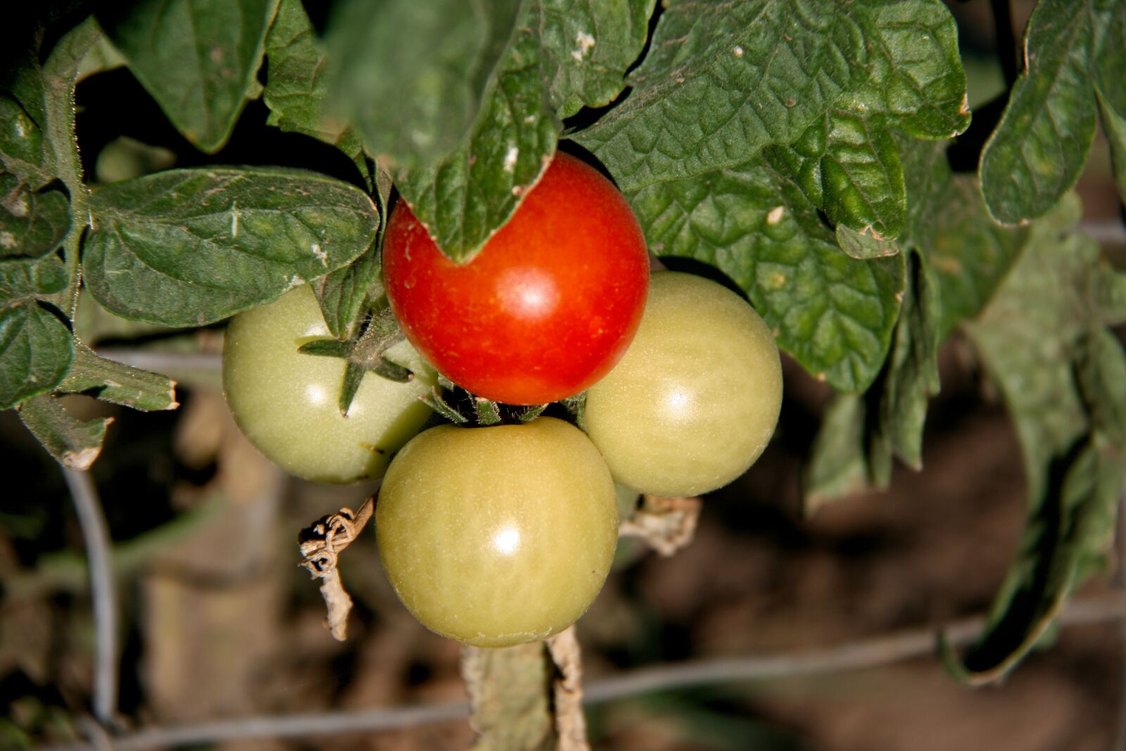 Canon EOS 400D (EOS Digital Rebel XTi / EOS Kiss Digital X) sample photo. Tomato, vine, fruit photography