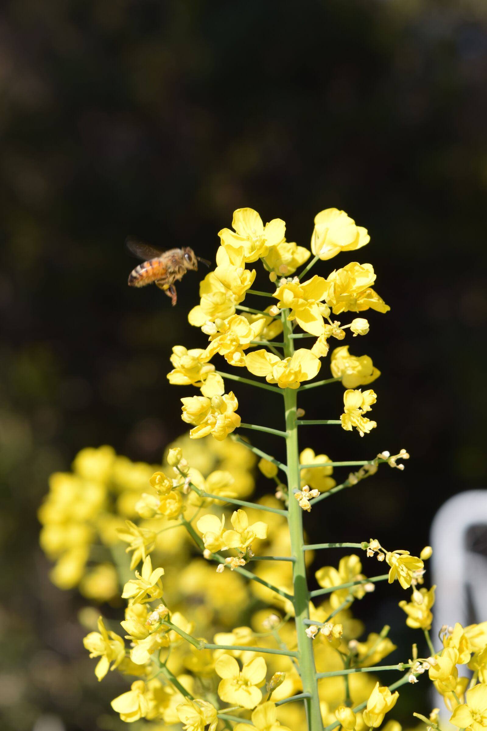 Nikon D3300 sample photo. Plant, yellow, bee photography