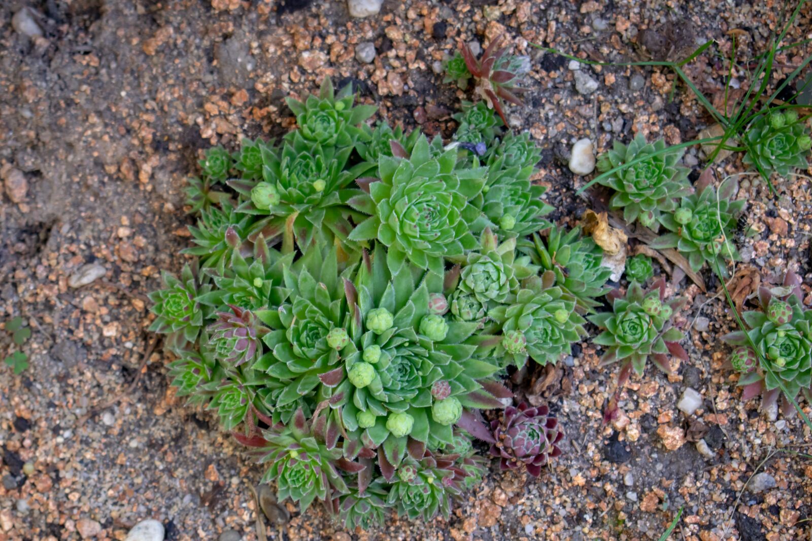 Nikon D3300 sample photo. Nature, garden, bloom photography
