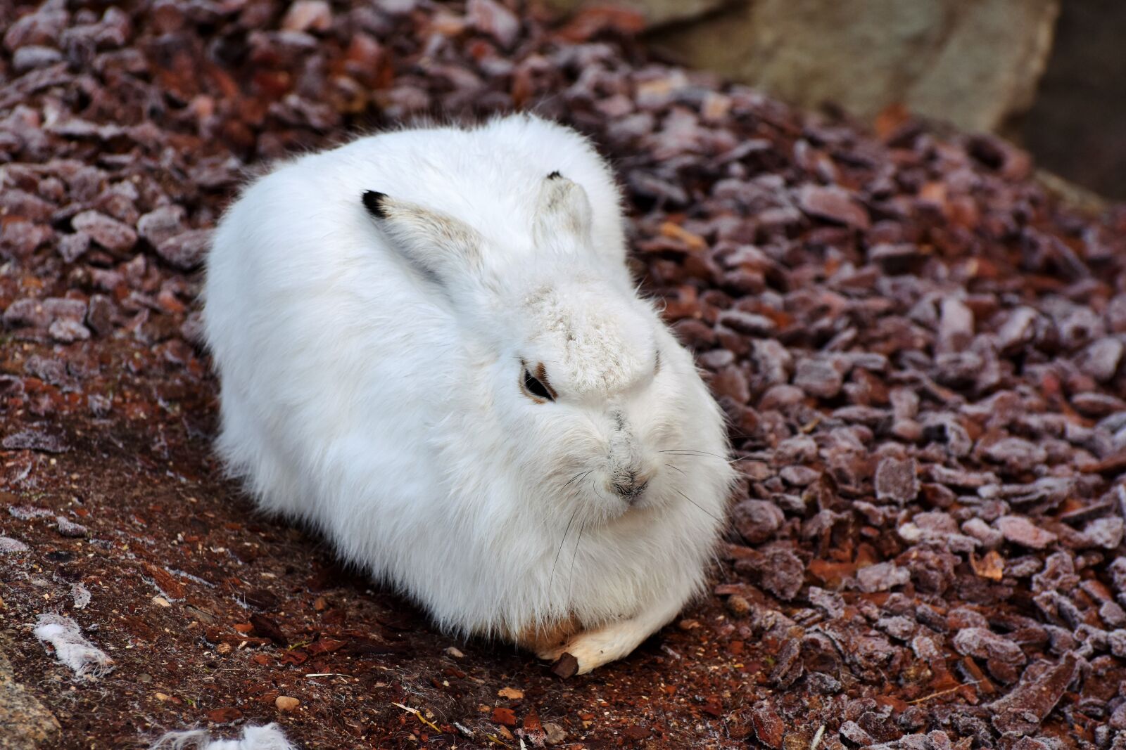 Nikon D7200 sample photo. Schneehase, hare, doe photography