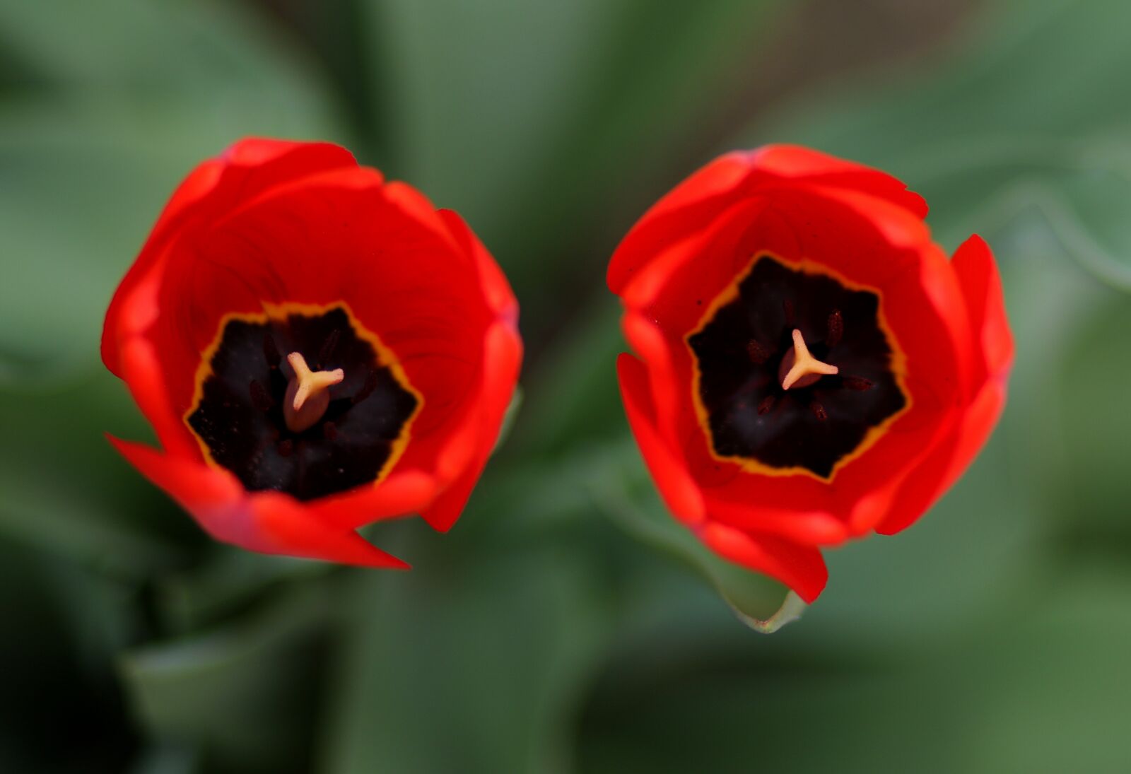Canon EF 85mm F1.8 USM sample photo. Tulips, two, red photography