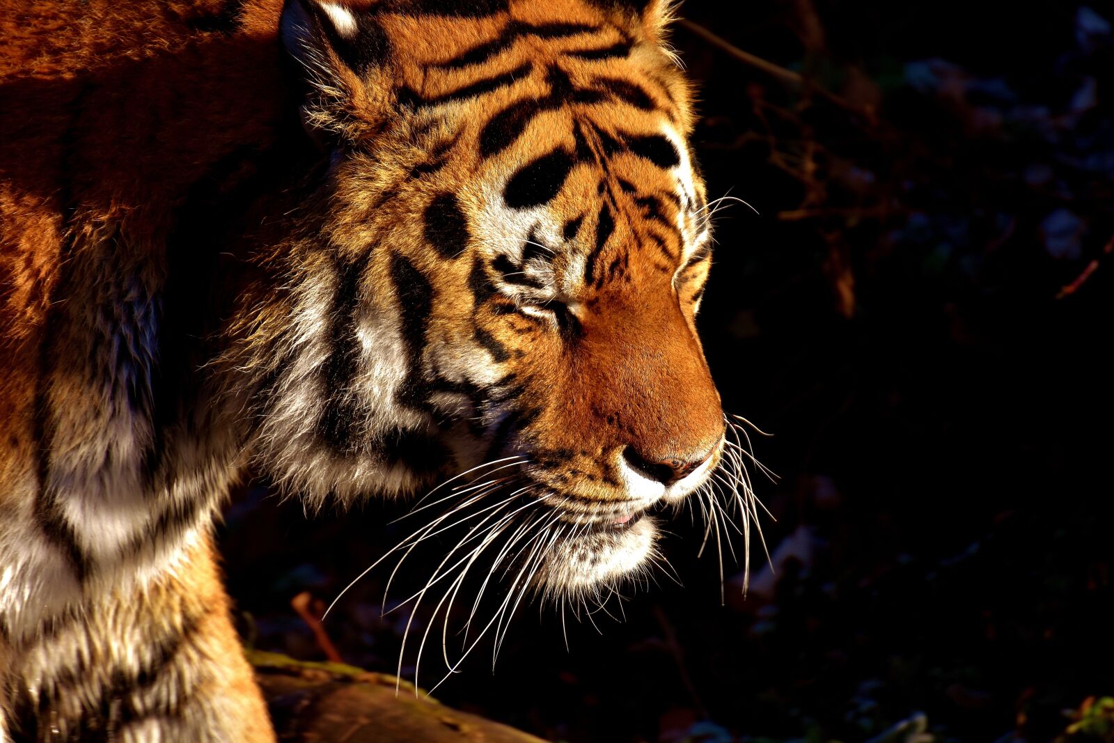 Nikon D7200 sample photo. Tiger, predator, fur photography