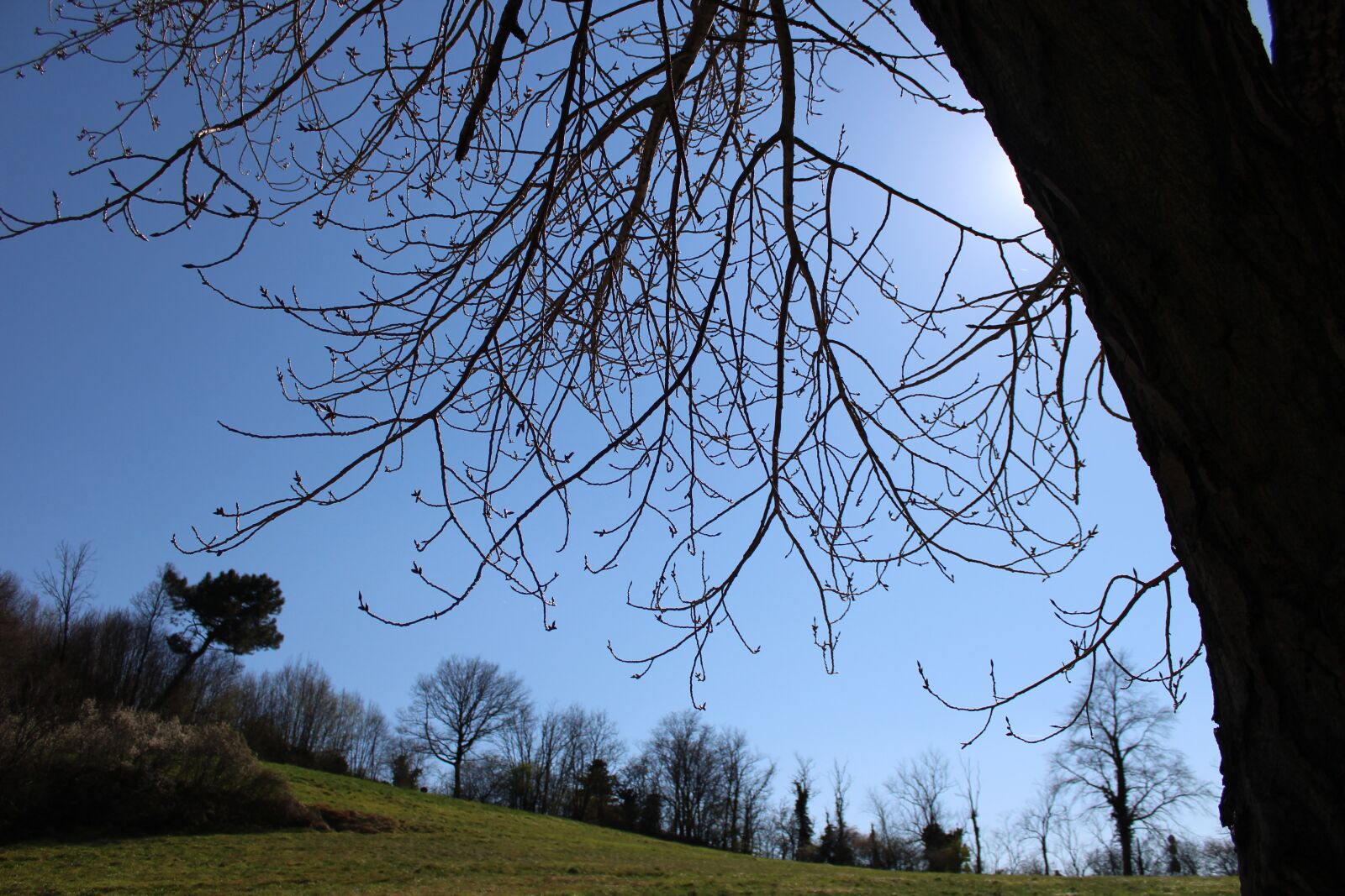Canon EOS 1200D (EOS Rebel T5 / EOS Kiss X70 / EOS Hi) sample photo. Sky, tree, spring photography