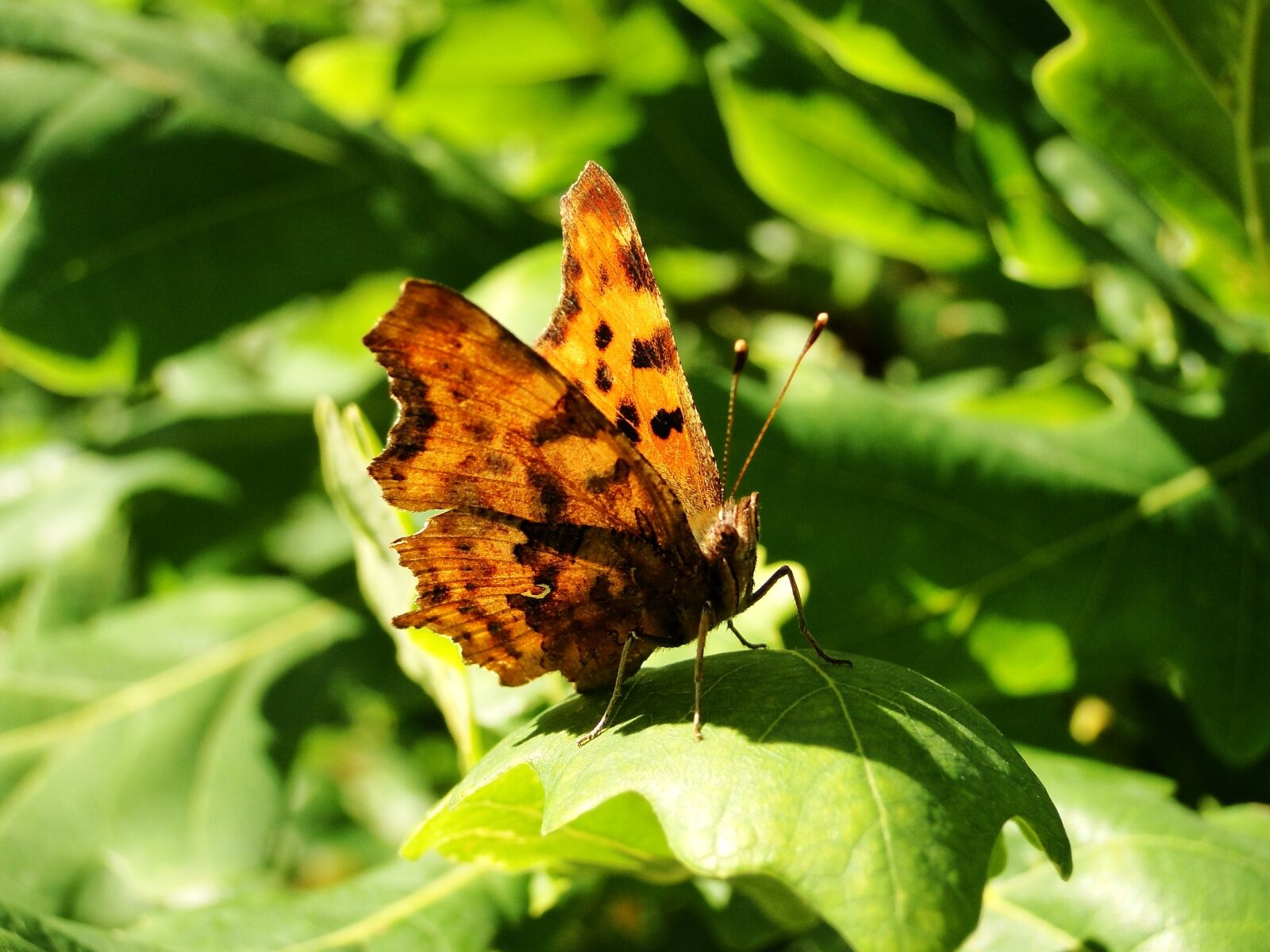 Sony Cyber-shot DSC-HX1 sample photo. Nature, insect, butterfly day photography