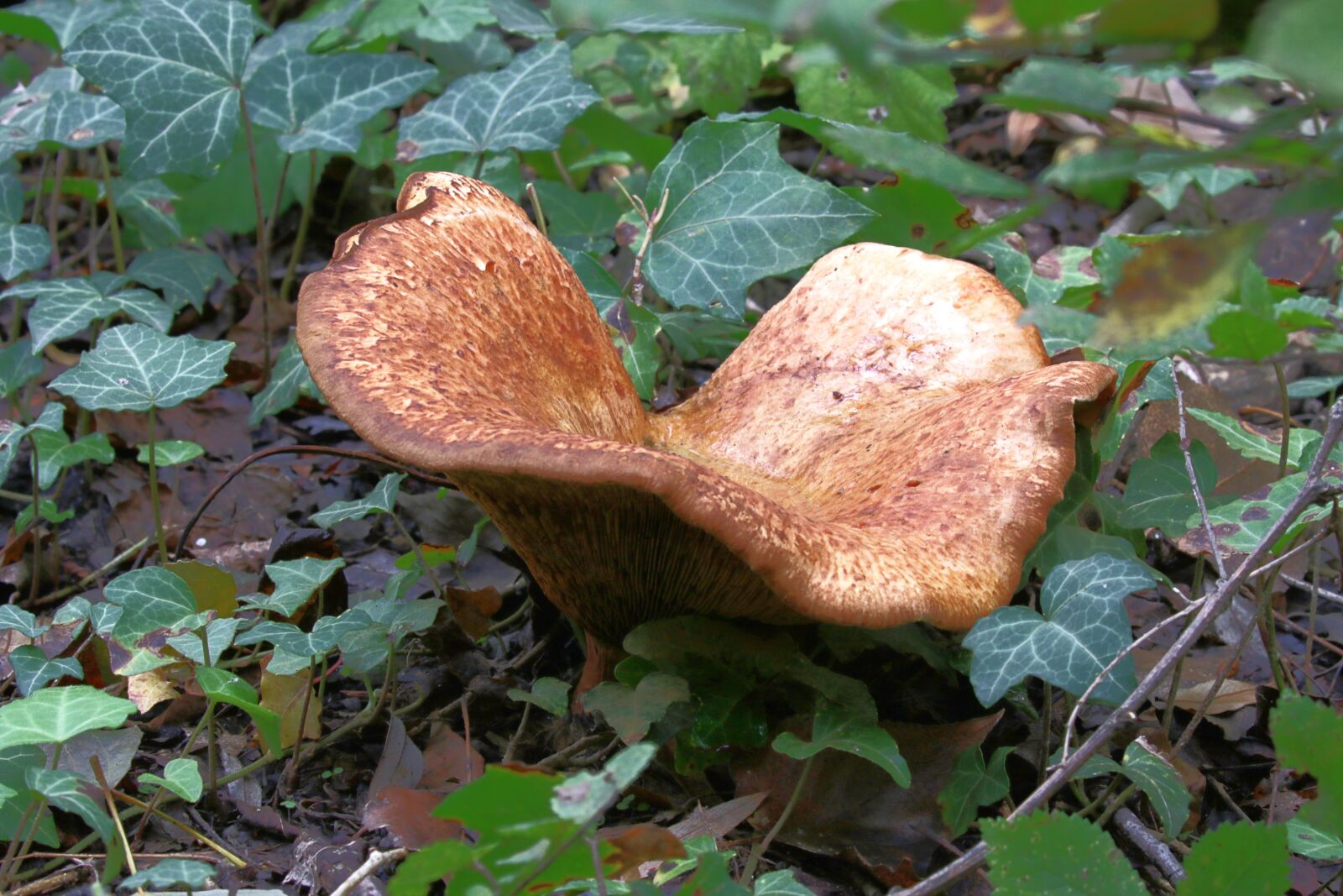 Canon EOS 7D Mark II sample photo. Autumn, humidity, mushrooms photography