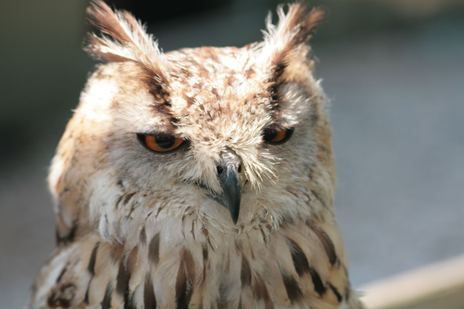 Canon EOS 400D (EOS Digital Rebel XTi / EOS Kiss Digital X) sample photo. Owl, feather, falconer photography