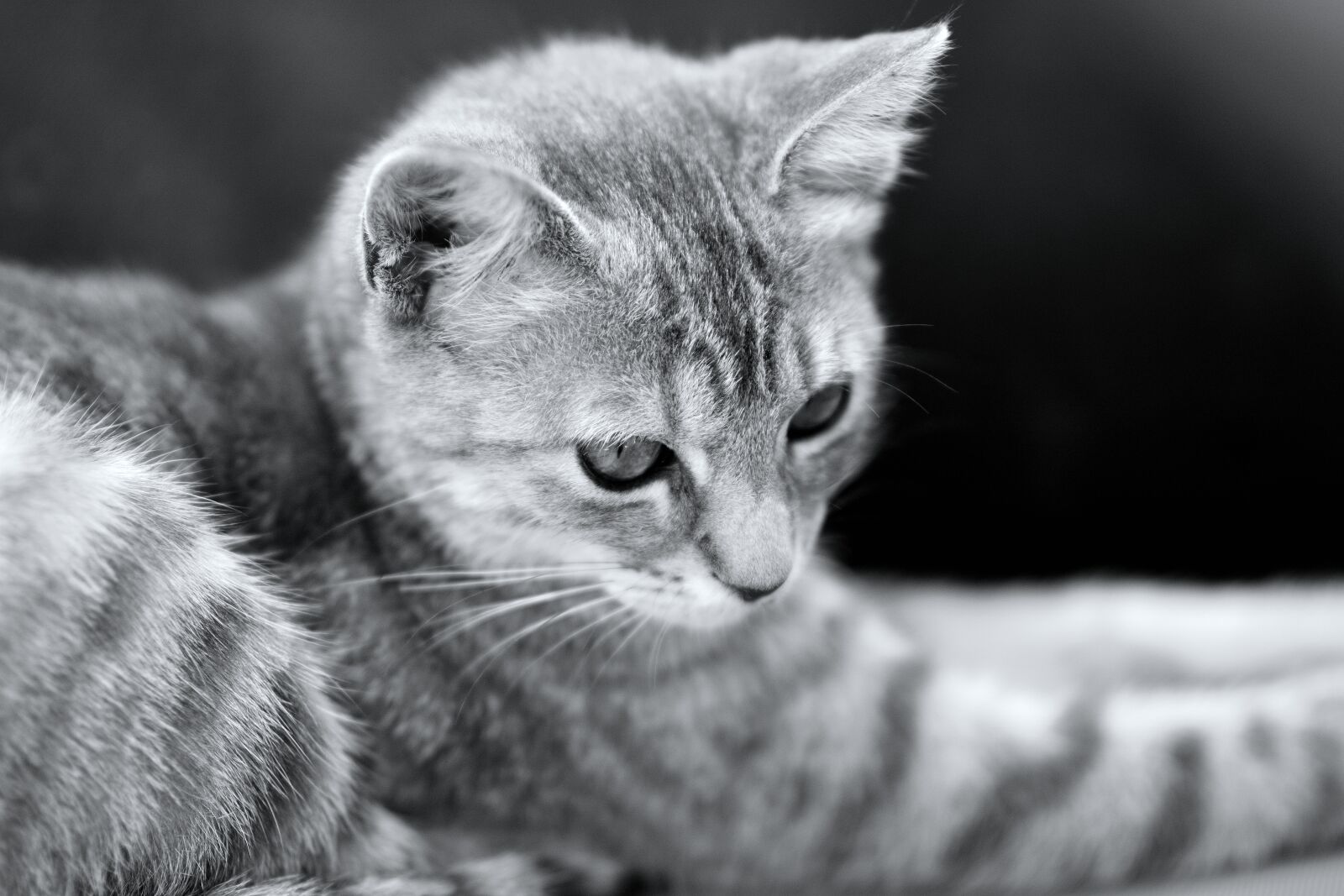 Nikon D7100 sample photo. Cat, kitten, pet photography