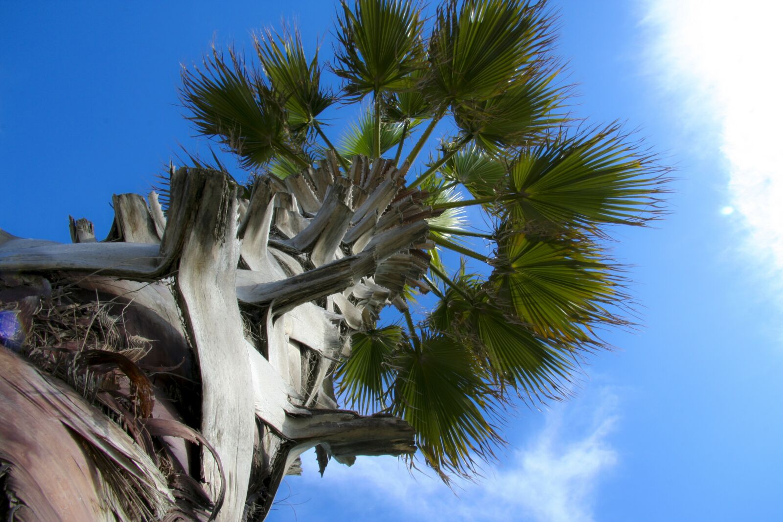 Canon EOS 350D (EOS Digital Rebel XT / EOS Kiss Digital N) sample photo. Palma, tree, sky photography