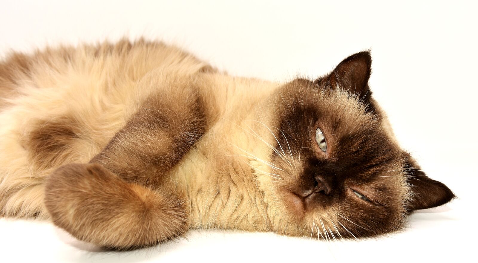 Nikon D7200 sample photo. British shorthair, cat, pet photography