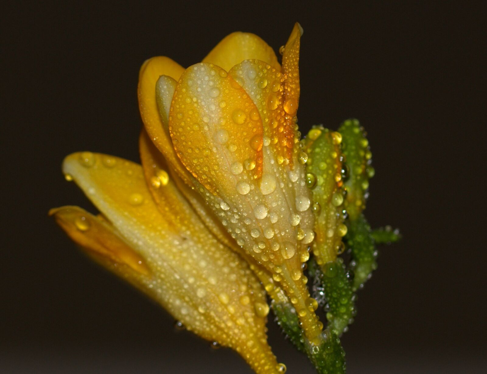 Canon EOS 700D (EOS Rebel T5i / EOS Kiss X7i) sample photo. Freesia, yellow, drops photography