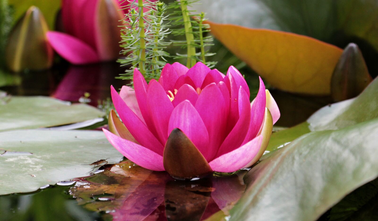 Canon EOS 550D (EOS Rebel T2i / EOS Kiss X4) sample photo. Water lily, nuphar lutea photography