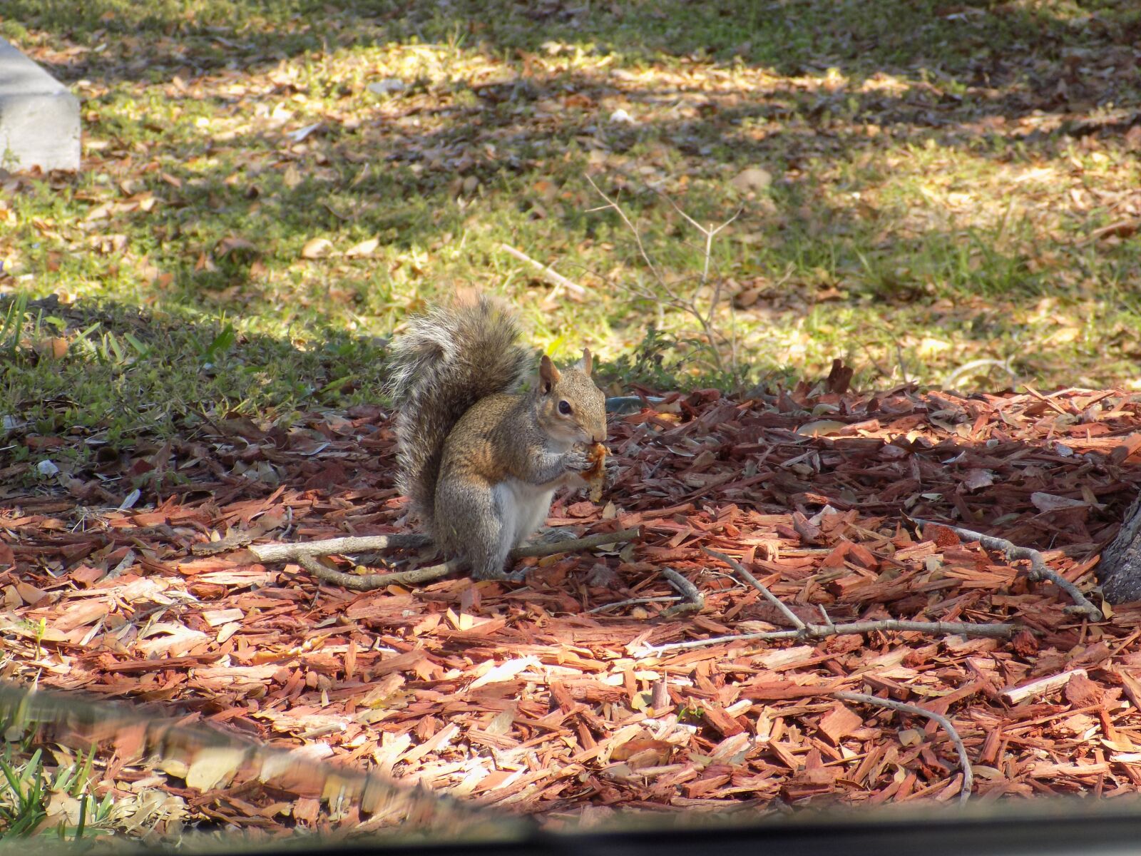 Nikon COOLPIX L330 sample photo. Nature, squirrel, cute photography