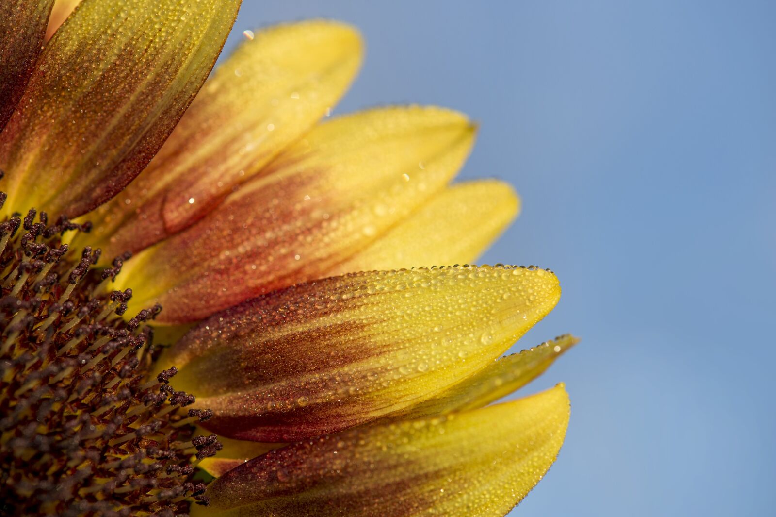 Nikon D4S sample photo. Flowers, nature, blossoms photography