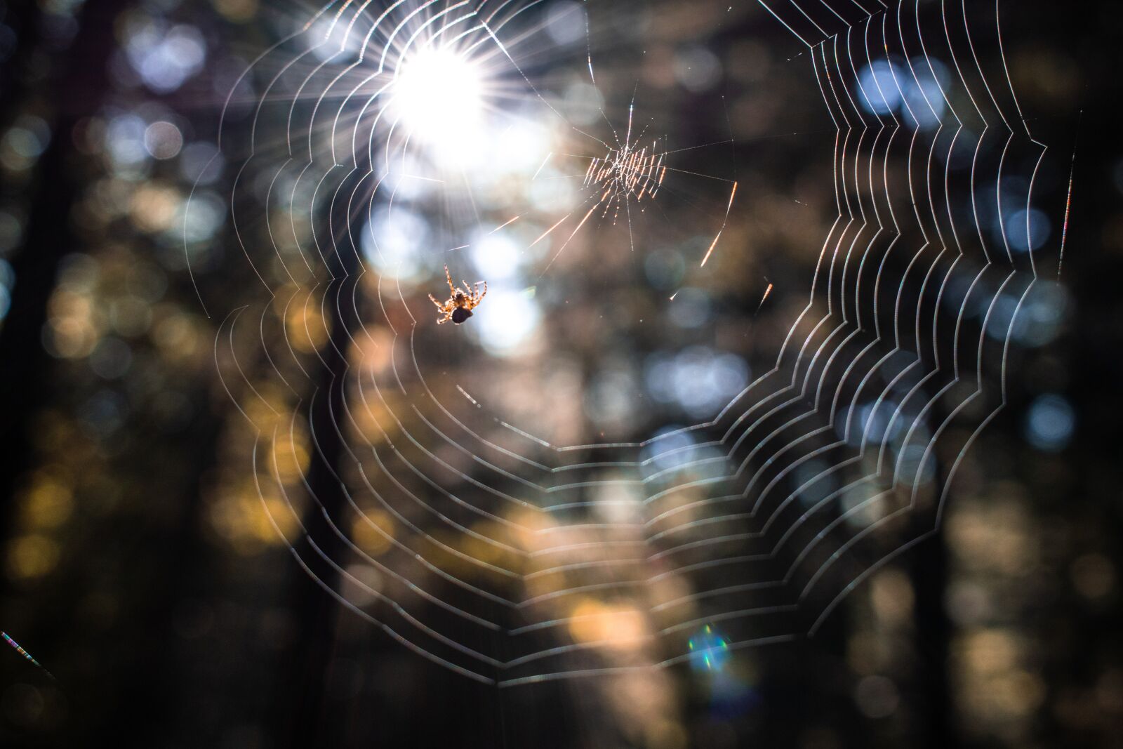 Nikon D5600 sample photo. Spiderweb, spider, nature photography