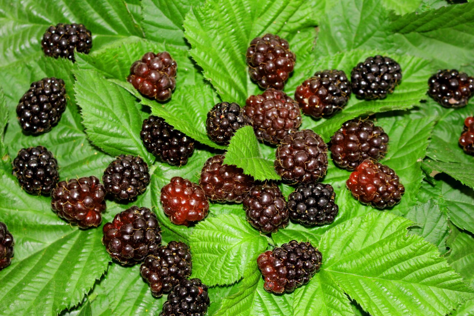 Canon EOS 700D (EOS Rebel T5i / EOS Kiss X7i) sample photo. Berry, berries, blackberry photography