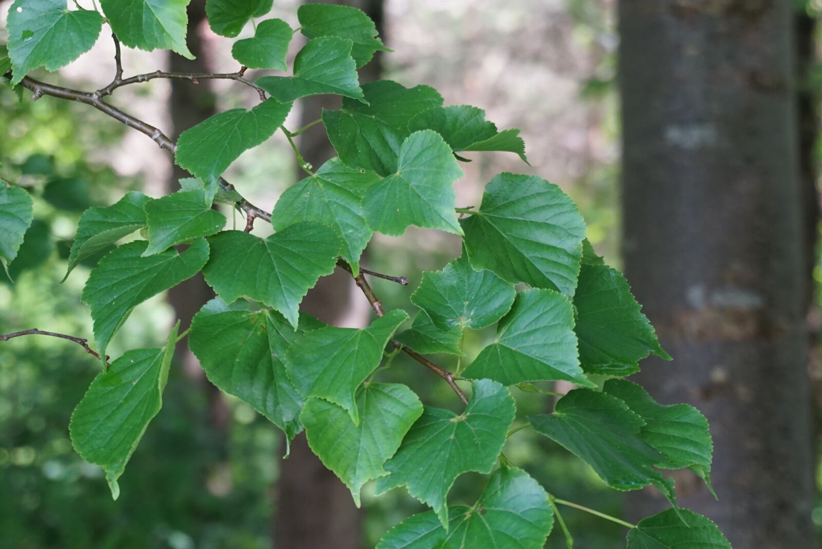 Sony a6000 sample photo. Tree, forest, nature photography