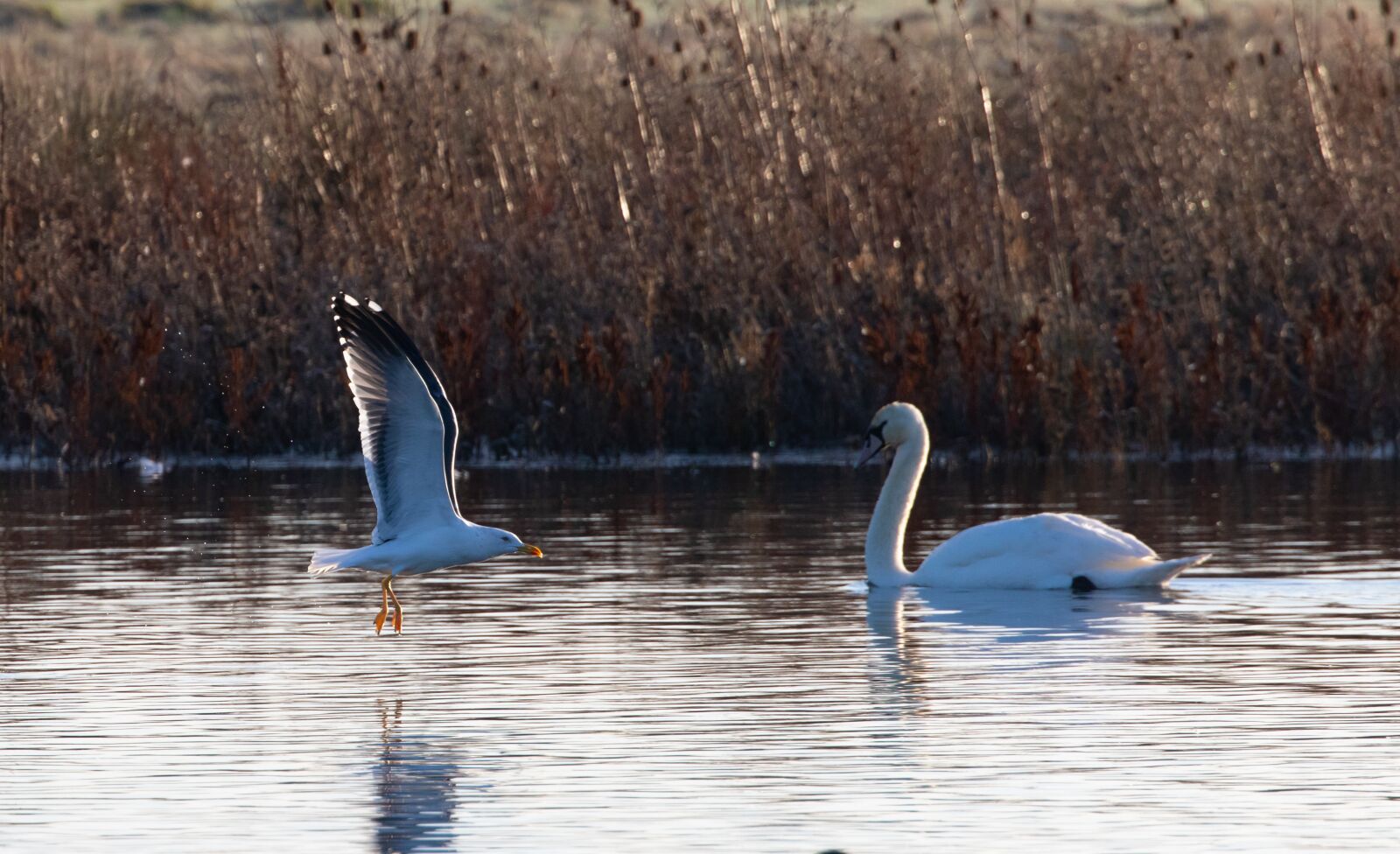 Canon EOS 7D Mark II sample photo. Black headed gull, winter photography