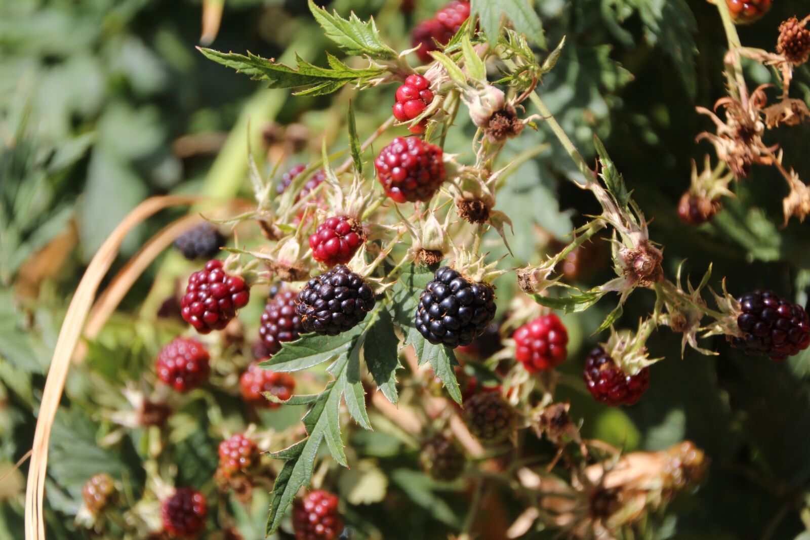 Canon EOS 600D (Rebel EOS T3i / EOS Kiss X5) sample photo. Blackberries, mûrons, fruit photography