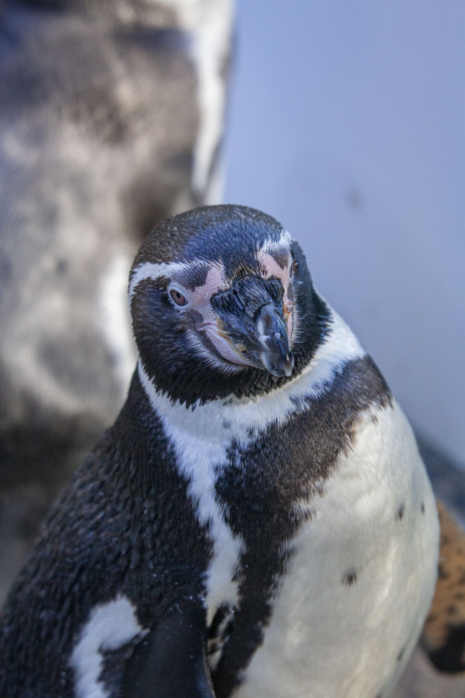 Canon EOS 50D sample photo. Penguin, look, cute photography