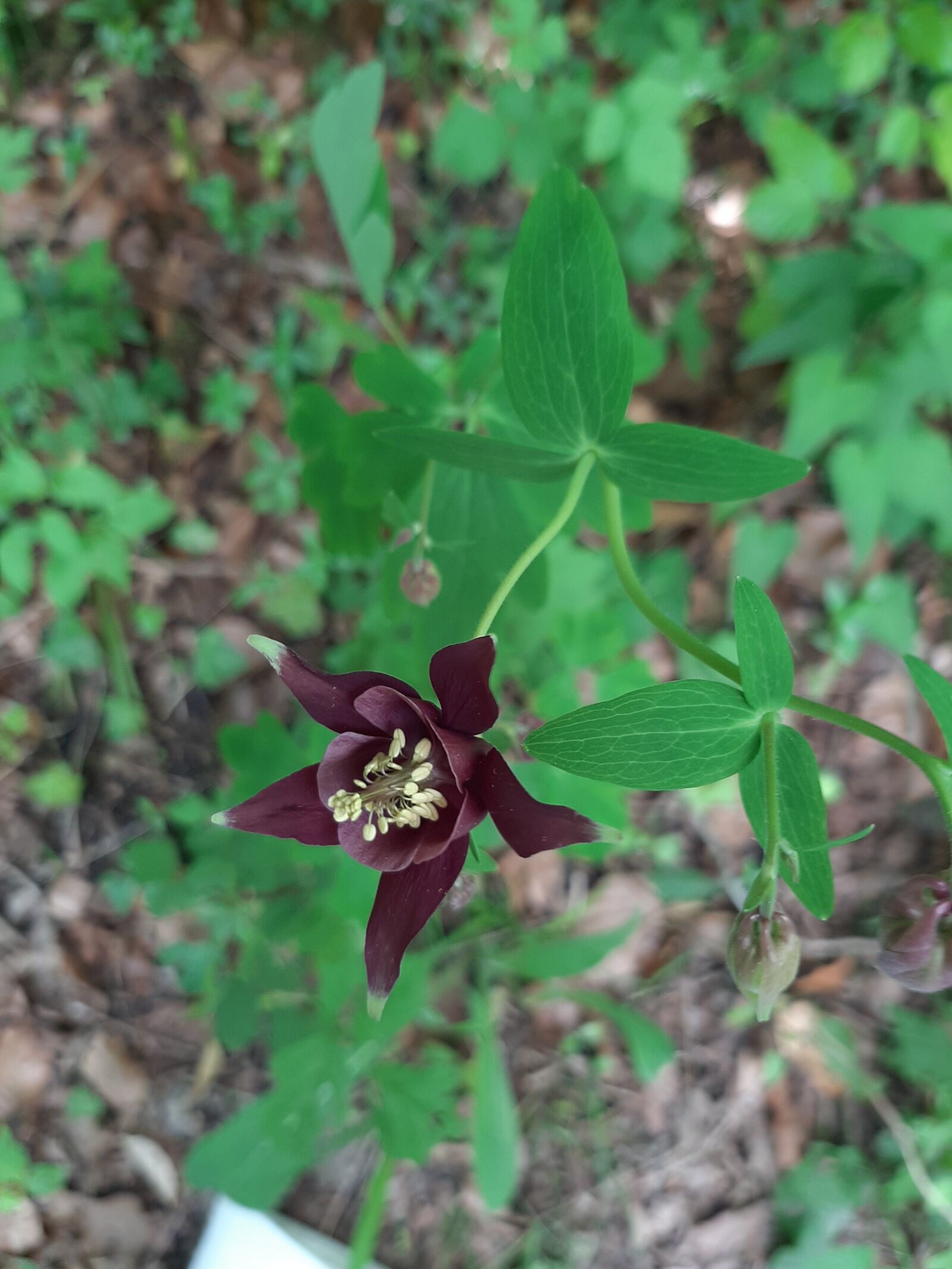 Samsung Galaxy A50 sample photo. Flower, columbine, nature photography
