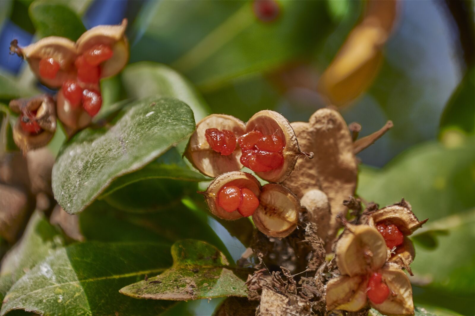 Nikon D7200 sample photo. Red, garden, flowers photography